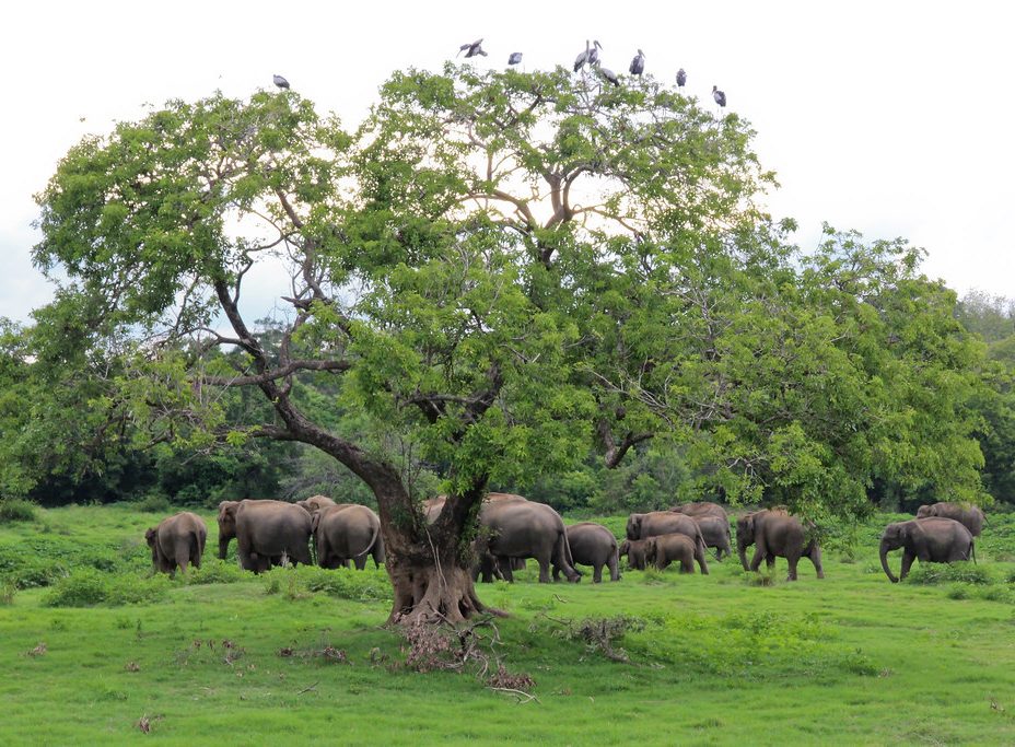  Minneriya National Park