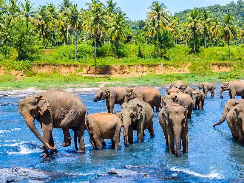 Elephant Sanctuary, Pinnawala